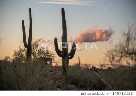 South Mountain Park Phoenix Arizona Desert Landscape with Saguaro Cactus Silhouettes South Mountain Park Phoenix Arizona Desert Landscape with Saguaro Cactus Silhouettes 140712128