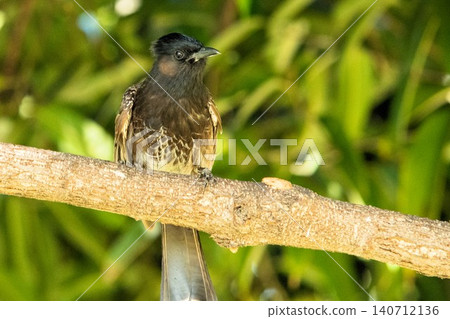 Red Vented Bulbul Bird Perched on Branch with Dark Plumage and Subtle Crest in Tropical Green Red Vented Bulbul Bird Perched on Branch with Dark Plumage and Subtle Crest in Tropical Green 140712136