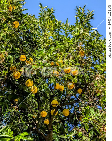 Sunlit Citrus Tree Filled with Ripe Fruit Beneath Clear Blue Sky Sunlit Citrus Tree Filled with Ripe Fruit Beneath Clear Blue Sky 140712139