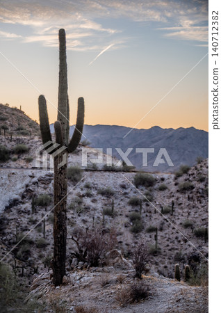 South Mountain Park Phoenix Arizona Desert Landscape with Saguaro Cactus Silhouettes   140712382