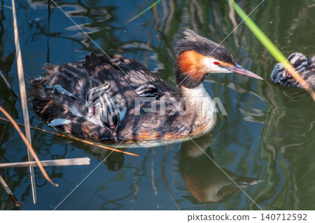 The water bird Great crested Grebe, Podiceps cristatus, swimming in the lake, and its cute babies riding on its back The water bird Great crested Grebe, Podiceps cristatus, swimming in the lake, and its cute babies riding on its back 140712592