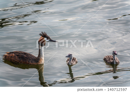 The waterfowl bird, great crested grebe with chick, swimming in the lake. 140712597