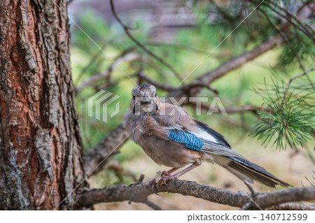 Eurasian jay, garrulus glandarius, sitting on top of old tree branch. Interested wild bird with brown and turquoise plumage from side view in nature. 140712599