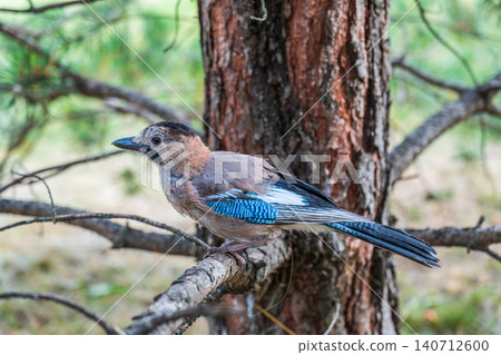 Eurasian jay, garrulus glandarius, sitting on top of old tree branch. Interested wild bird with brown and turquoise plumage from side view in nature. Eurasian jay, garrulus glandarius, sitting on top of old tree branch. Interested wild bird with brown and turquoise plumage from side view in nature. 140712600