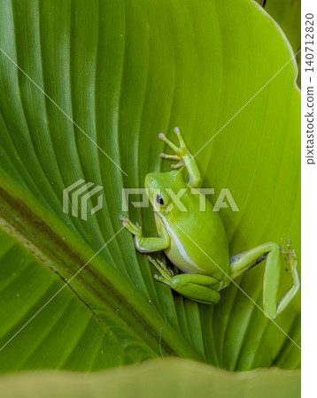 Bright Green Tree Frog Resting on Tropical Leaf Bright Green Tree Frog Resting on Tropical Leaf 140712820