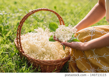 Woman Collecting Elderflower Blossoms In Wicker Basket For Homemade Lemonade Woman Collecting Elderflower Blossoms In Wicker Basket For Homemade Lemonade 140713115