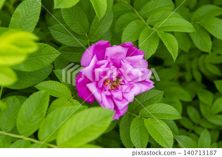 初夏花園裡，盛開著重瓣的日本玫瑰（Rosa rugosa），花朵呈現深粉紅色和淺紅色。 140713187