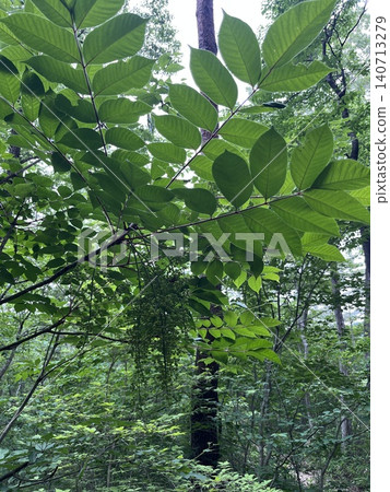 Japanese poison ivy begins to bear fruit in the early summer forest. Japanese poison ivy begins to bear fruit in the early summer forest. 140713279