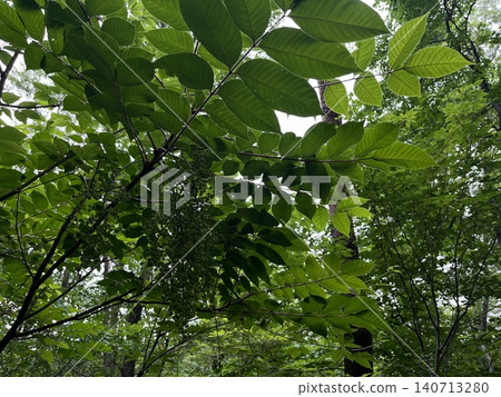 Japanese poison ivy begins to bear fruit in the early summer forest. Japanese poison ivy begins to bear fruit in the early summer forest. 140713280