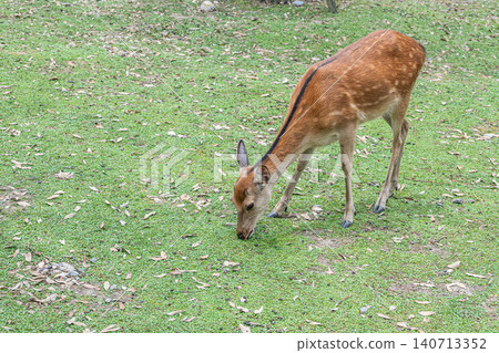 Deer eating grass Nara Park 140713352