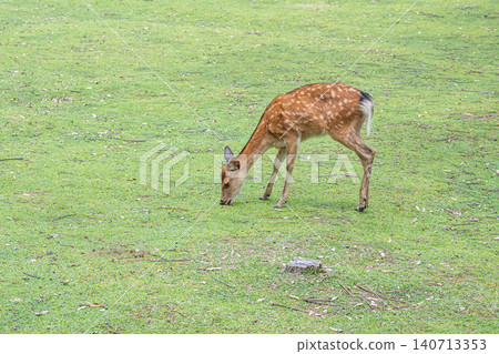 Deer eating grass Nara Park Deer eating grass Nara Park 140713353