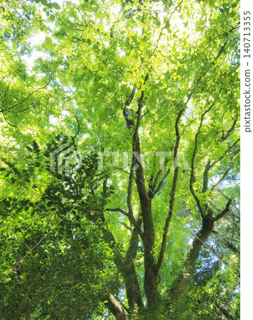 靜岡縣：五月，參天大樹綠葉繁茂 140713355