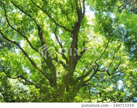 Shizuoka Prefecture: Giant trees in fresh green leaves, May Shizuoka Prefecture: Giant trees in fresh green leaves, May 140713359