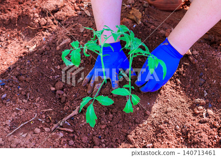 Gardener with blue gloves plants young tomato plant soil in their garden during clear weather. Gardener with blue gloves plants young tomato plant soil in their garden during clear weather. 140713461