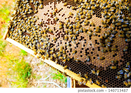 Bees gather on honeycomb frame inside wooden beehive in garden. Bees gather on honeycomb frame inside wooden beehive in garden. 140713487