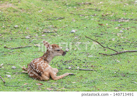 A fawn relaxes on the grass in Nara Park. 140713491