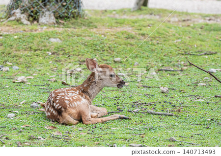 A fawn relaxes on the grass in Nara Park. A fawn relaxes on the grass in Nara Park. 140713493