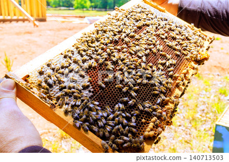 Beekeeper holds frame of honeycomb with bees buzzing around in sunny field 140713503