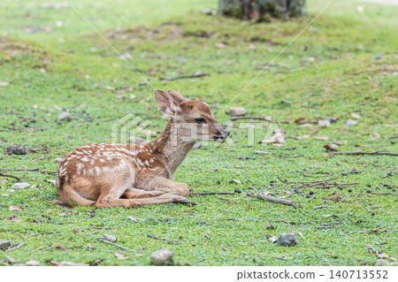 A fawn relaxes on the grass in Nara Park. A fawn relaxes on the grass in Nara Park. 140713552
