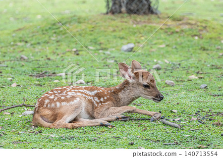A fawn relaxes on the grass in Nara Park. 140713554