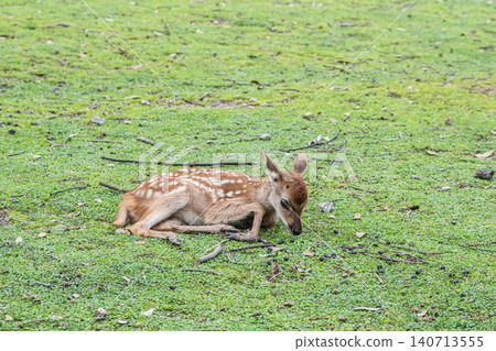 一隻小鹿在奈良公園的草地上悠閒地休息。 一隻小鹿在奈良公園的草地上悠閒地休息。 140713555