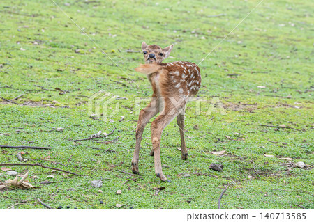 Fawn Nara Park Fawn Nara Park 140713585