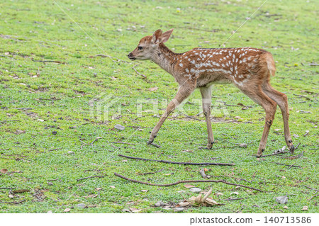 Fawn Nara Park Fawn Nara Park 140713586