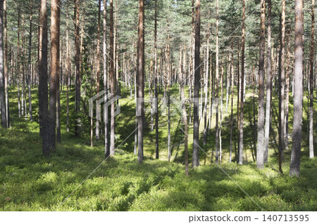Scenic Sunlit Pine Forest with Rolling Terrain and Lush Green Bilberry Undergrowth 140713595