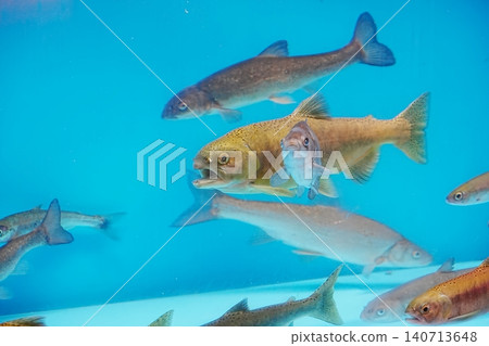 Shikotsu Lake Chips (Kokanee Salmon) Shikotsu Lake Chips (Kokanee Salmon) 140713648