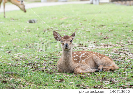 Fawn Nara Park Fawn Nara Park 140713660
