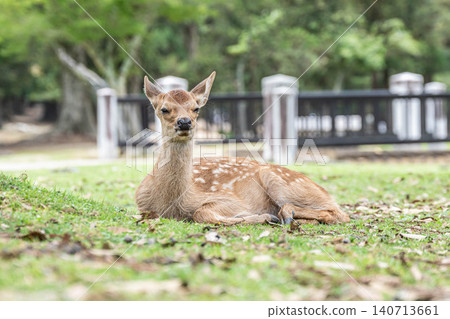 Fawn Nara Park 140713661