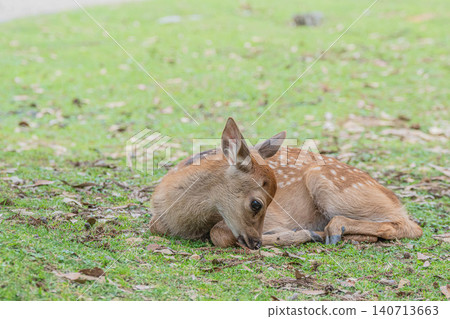 小鹿奈良公園 小鹿奈良公園 140713663