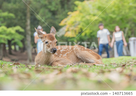 小鹿奈良公園 140713665