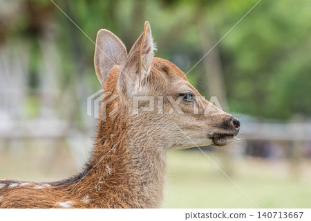 Fawn Nara Park 140713667