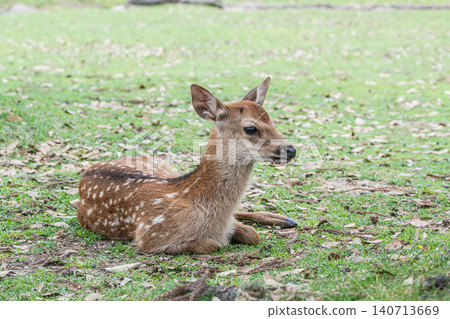 Fawn Nara Park Fawn Nara Park 140713669