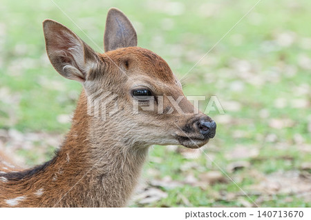 Fawn Nara Park Fawn Nara Park 140713670