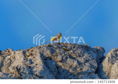 The contrast between the beautiful grey wagtail relaxing on a rock and the clear blue sky. 140713806
