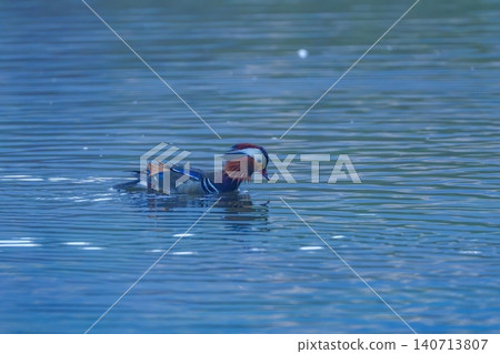 A beautiful wild mandarin duck (male) swims silently across the blue water. 140713807