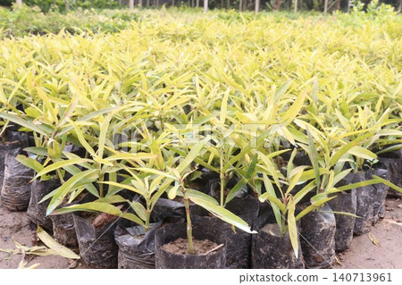 Eucalyptus, Acacia confuse tree plant on farm Eucalyptus, Acacia confuse tree plant on farm 140713961