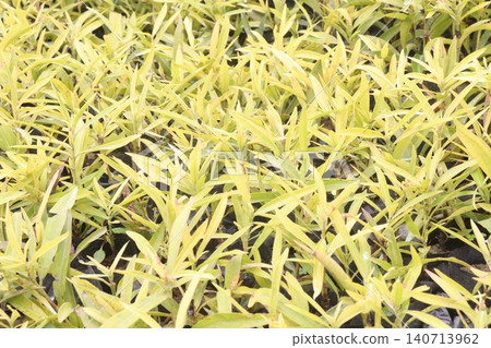 Eucalyptus, Acacia confuse tree plant on farm Eucalyptus, Acacia confuse tree plant on farm 140713962