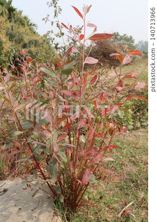 Eucalyptus, Acacia confuse tree plant on farm Eucalyptus, Acacia confuse tree plant on farm 140713966