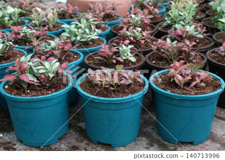 Fittonia plant on nursery for sell are cash crops Fittonia plant on nursery for sell are cash crops 140713996