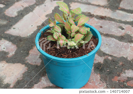 Fittonia plant on nursery for sell are cash crops 140714007