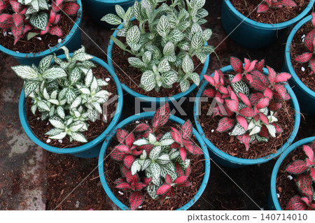 Fittonia plant on nursery for sell are cash crops Fittonia plant on nursery for sell are cash crops 140714010