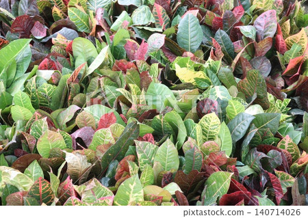 Garden croton tree plant on farm Garden croton tree plant on farm 140714026