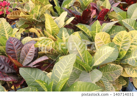 Garden croton tree plant on farm Garden croton tree plant on farm 140714031
