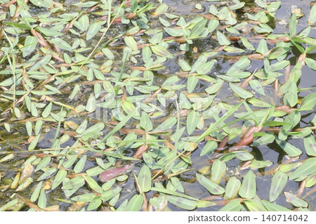 hygroryza aristata plant on water hygroryza aristata plant on water 140714042