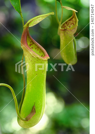 Nepenthes, carnivorous plant Nepenthes, carnivorous plant 140714047