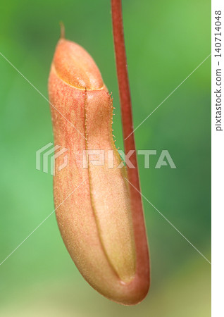 豬籠草,食肉植物 豬籠草,食肉植物 140714048