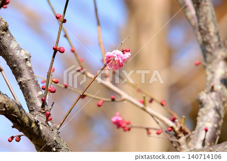 可愛的粉紅色梅花，紅色的牡丹 140714106